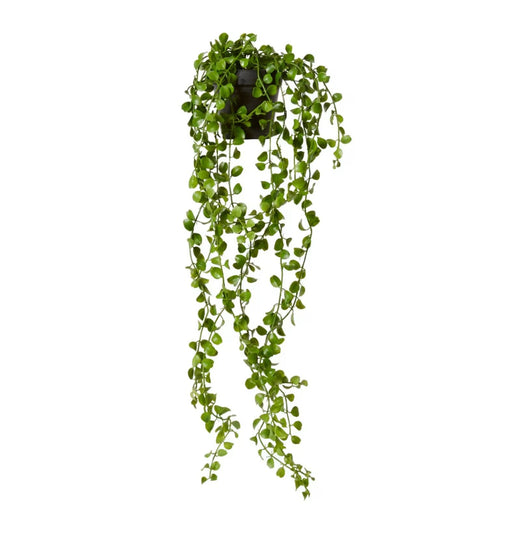 Angel vine Hanging Plant Green - Biku Furniture & Homewares