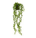 Angel vine Hanging Plant Green - Biku Furniture & Homewares