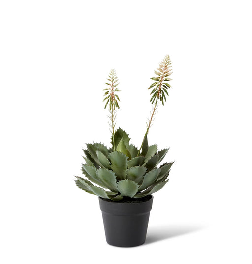 Bloom Succulent Planter - Biku Furniture & Homewares