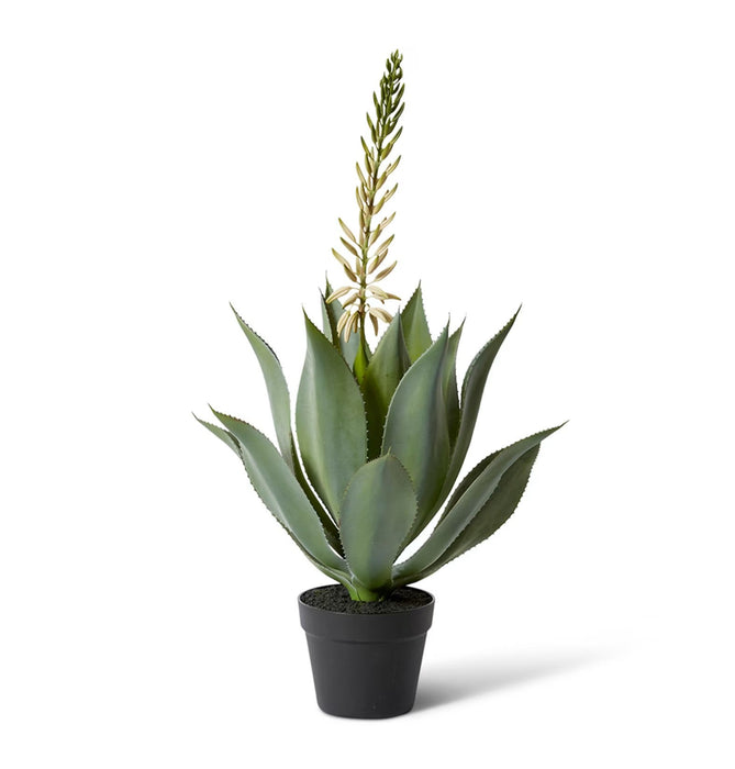 Blossom Aloe Planter - Biku Furniture & Homewares