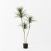 Dracaena Tree - Biku Furniture & Homewares