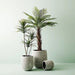 Dracaena Tree - Biku Furniture & Homewares