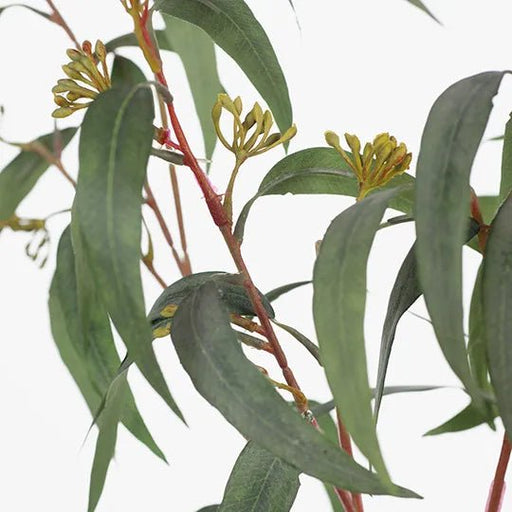 Eucalyptus Foliage & Pod - Biku Furniture & Homewares