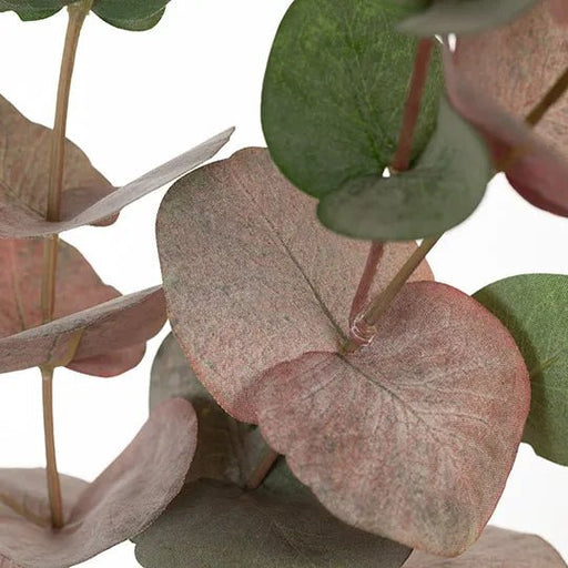 Silvery Eucalyptus Dollar Pink Grey - Biku Furniture & Homewares