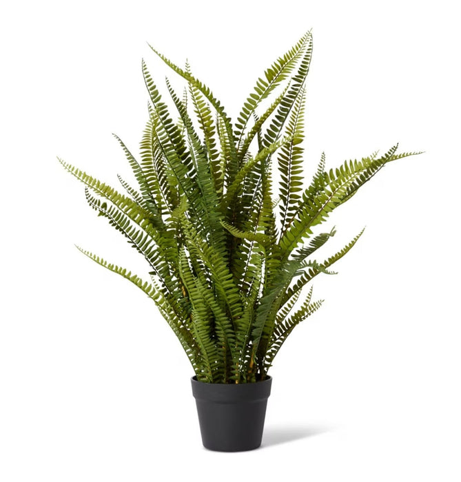 Verdant Boston Fern Planter M - Biku Furniture & Homewares