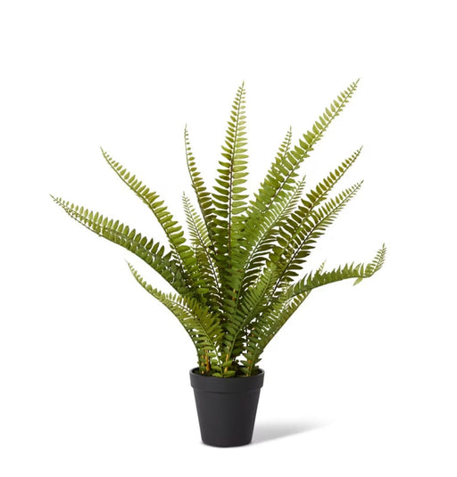 Verdant Boston Fern Planter S - Biku Furniture & Homewares