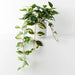 Pothos Hanging Bush in Pot - Biku Furniture & Homewares