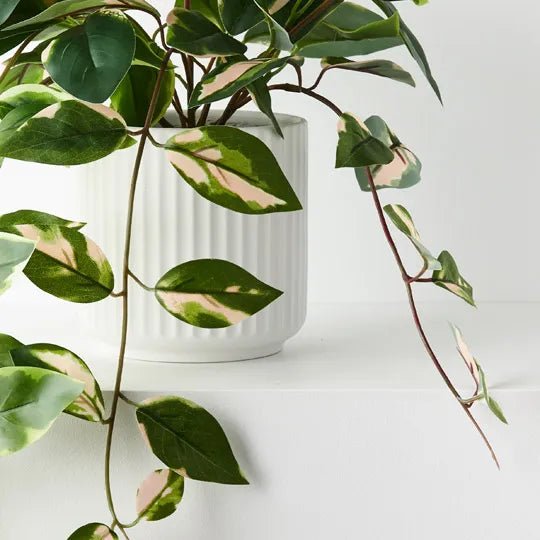 Pothos Hanging Bush in Pot - Biku Furniture & Homewares